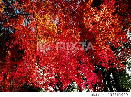 仙台市青葉区西公園南側付近の紅葉 仙台市青葉区西公園南側付近の紅葉 132861999