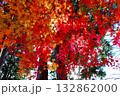 仙台市青葉区西公園南側付近の紅葉 132862000