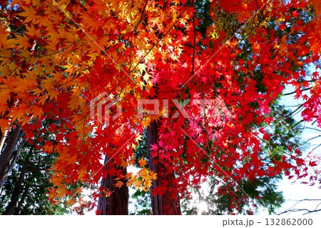 仙台市青葉区西公園南側付近の紅葉 132862000