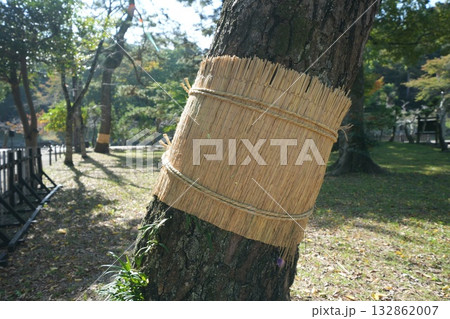 こもまき 132862007