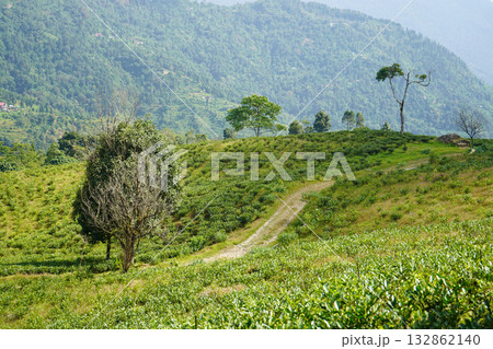 Lush Tea Garden Slopes with Hillside Path and Mountain Backdrop at Kalimpong Lush Tea Garden Slopes with Hillside Path and Mountain Backdrop at Kalimpong 132862140