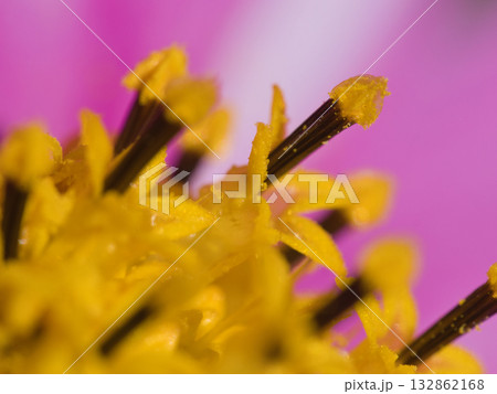 コスモスの黄色い蕊 132862168