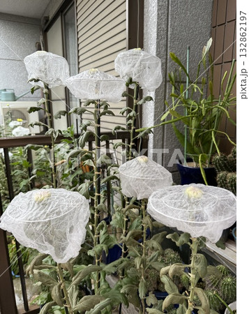 品評会用菊の栽培 132862197