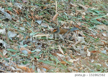 シロハラ シロハラ 132862382