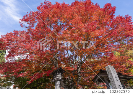 秋の土津神社(はにつじんじゃ) 参道の紅葉 もみじ 福島県猪苗代町 秋の土津神社(はにつじんじゃ) 参道の紅葉 もみじ 福島県猪苗代町 132862570