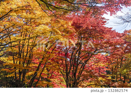 秋の土津神社（はにつじんじゃ）　参道の紅葉　もみじ　福島県猪苗代町 132862574