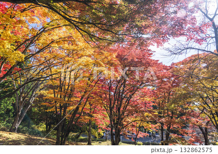 秋の土津神社(はにつじんじゃ) 参道の紅葉 もみじ 福島県猪苗代町 秋の土津神社(はにつじんじゃ) 参道の紅葉 もみじ 福島県猪苗代町 132862575