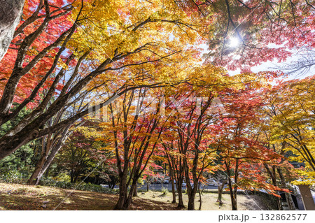 秋の土津神社（はにつじんじゃ）　参道の紅葉　もみじ　福島県猪苗代町 132862577