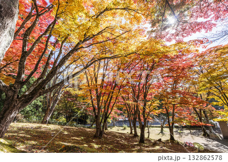 秋の土津神社(はにつじんじゃ) 参道の紅葉 もみじ 福島県猪苗代町 秋の土津神社(はにつじんじゃ) 参道の紅葉 もみじ 福島県猪苗代町 132862578