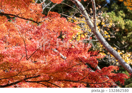 秋の土津神社（はにつじんじゃ）　参道の紅葉　もみじ　福島県猪苗代町 132862580