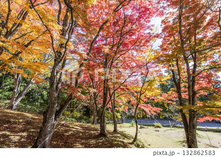 秋の土津神社（はにつじんじゃ）　参道の紅葉　もみじ　福島県猪苗代町 132862583
