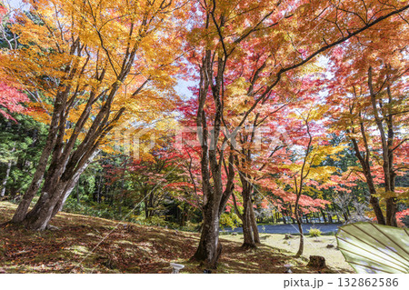 秋の土津神社（はにつじんじゃ）　参道の紅葉　もみじ　福島県猪苗代町 132862586