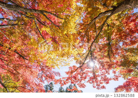 秋の土津神社（はにつじんじゃ）　参道の紅葉　もみじ　福島県猪苗代町 132862588
