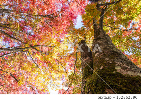 秋の土津神社(はにつじんじゃ) 参道の紅葉 もみじ 福島県猪苗代町 秋の土津神社(はにつじんじゃ) 参道の紅葉 もみじ 福島県猪苗代町 132862590