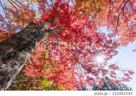 秋の土津神社（はにつじんじゃ）　参道の紅葉　もみじ　福島県猪苗代町 132862593