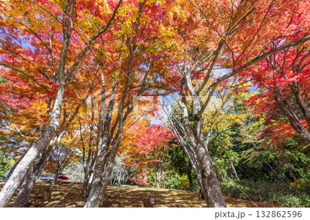 秋の土津神社（はにつじんじゃ）　参道の紅葉　もみじ　福島県猪苗代町 132862596