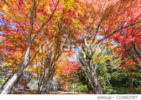 秋の土津神社（はにつじんじゃ）　参道の紅葉　もみじ　福島県猪苗代町 132862597
