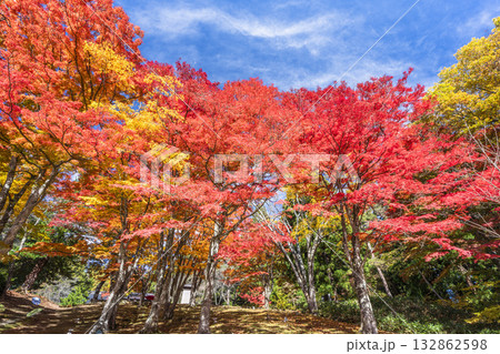 秋の土津神社(はにつじんじゃ) 参道の紅葉 もみじ 福島県猪苗代町 秋の土津神社(はにつじんじゃ) 参道の紅葉 もみじ 福島県猪苗代町 132862598