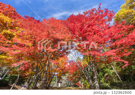 秋の土津神社（はにつじんじゃ）　参道の紅葉　もみじ　福島県猪苗代町 132862600