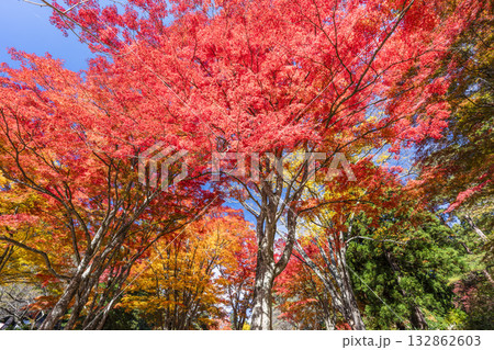 秋の土津神社（はにつじんじゃ）　参道の紅葉　もみじ　福島県猪苗代町 132862603