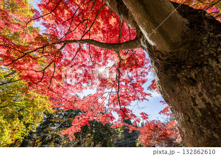 秋の土津神社（はにつじんじゃ）　参道の紅葉　もみじ　福島県猪苗代町 132862610