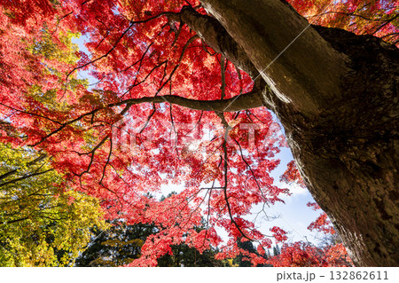 秋の土津神社(はにつじんじゃ) 参道の紅葉 もみじ 福島県猪苗代町 秋の土津神社(はにつじんじゃ) 参道の紅葉 もみじ 福島県猪苗代町 132862611