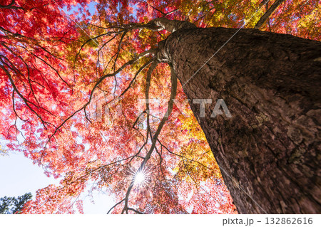 秋の土津神社（はにつじんじゃ）　参道の紅葉　もみじ　福島県猪苗代町 132862616