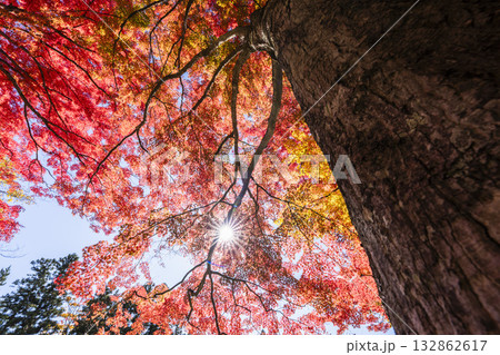 秋の土津神社（はにつじんじゃ）　参道の紅葉　もみじ　福島県猪苗代町 132862617