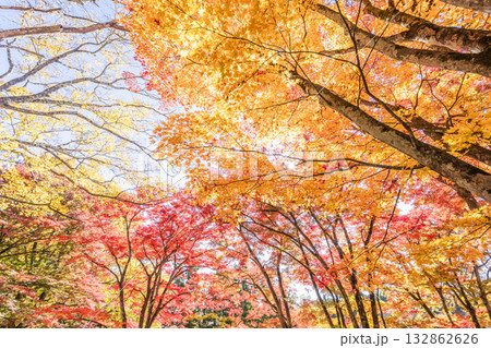 秋の土津神社(はにつじんじゃ) 参道の紅葉 もみじ 福島県猪苗代町 秋の土津神社(はにつじんじゃ) 参道の紅葉 もみじ 福島県猪苗代町 132862626