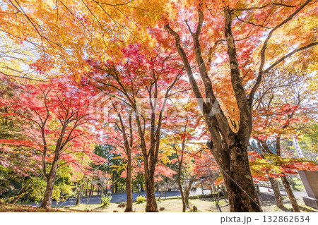 秋の土津神社（はにつじんじゃ）　参道の紅葉　もみじ　福島県猪苗代町 132862634
