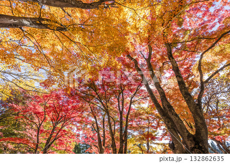 秋の土津神社（はにつじんじゃ）　参道の紅葉　もみじ　福島県猪苗代町 132862635