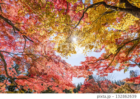 秋の土津神社（はにつじんじゃ）　参道の紅葉　もみじ　福島県猪苗代町 132862639