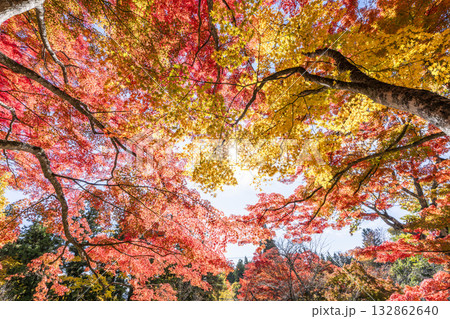 秋の土津神社(はにつじんじゃ) 参道の紅葉 もみじ 福島県猪苗代町 秋の土津神社(はにつじんじゃ) 参道の紅葉 もみじ 福島県猪苗代町 132862640