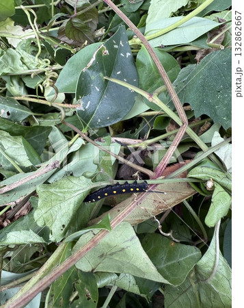 ヤブガラシ ヤブガラシ 132862667