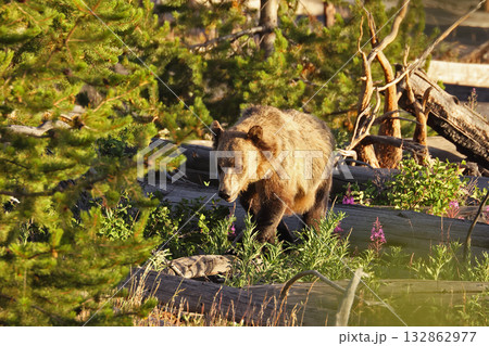 Grizzly Bear in the forest, Yellowstone National Park, USA 132862977