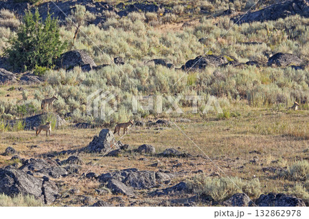 Coyotes in Lamar Valley, Yellowstone National Park, USA 132862978