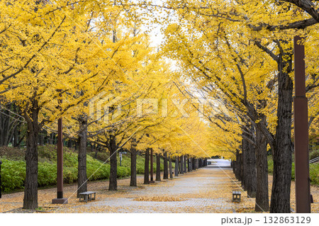 秋のあづま総合運動公園のいちょう並木　福島県福島市 132863129