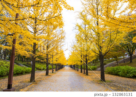 秋のあづま総合運動公園のいちょう並木　福島県福島市 132863131