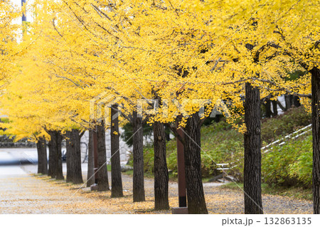 秋のあづま総合運動公園のいちょう並木　福島県福島市 132863135