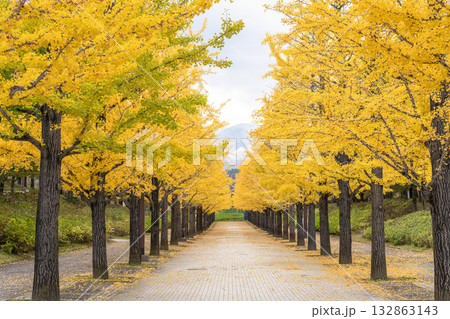 秋のあづま総合運動公園のいちょう並木 福島県福島市 秋のあづま総合運動公園のいちょう並木 福島県福島市 132863143