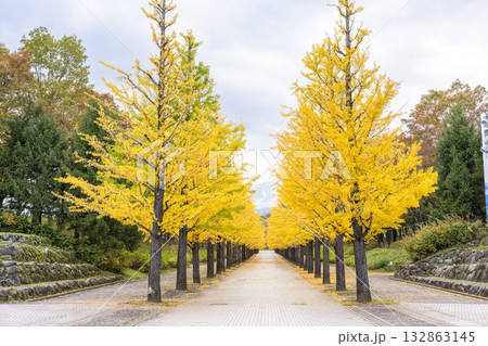 秋のあづま総合運動公園のいちょう並木　福島県福島市 132863145