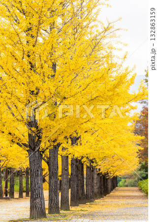 秋のあづま総合運動公園のいちょう並木　福島県福島市 132863159