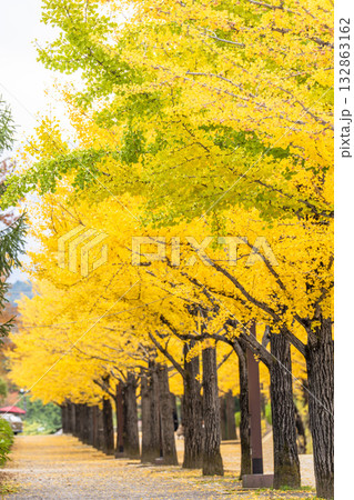 秋のあづま総合運動公園のいちょう並木　福島県福島市 132863162