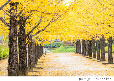 秋のあづま総合運動公園のいちょう並木　福島県福島市 132863167