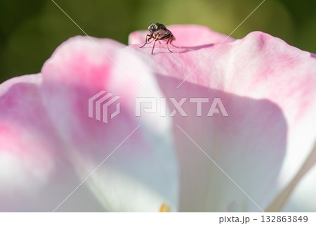 バラの花びらにとまるツマグロキンバエ 132863849