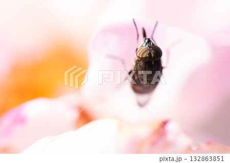 ピンク色の薔薇の花から出てきたツマグロキンバエ ピンク色の薔薇の花から出てきたツマグロキンバエ 132863851