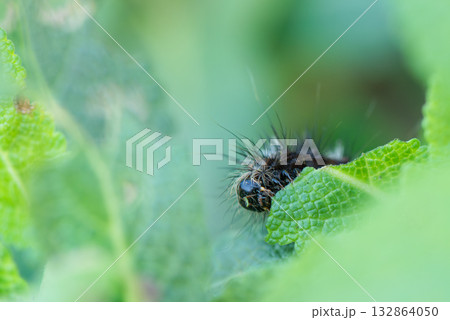 葉を食べる黒い毛虫 葉を食べる黒い毛虫 132864050