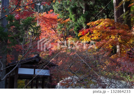中野邸記念館の紅葉 132864233