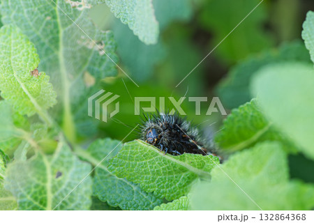 葉を食い荒らす黒い毛虫 132864368