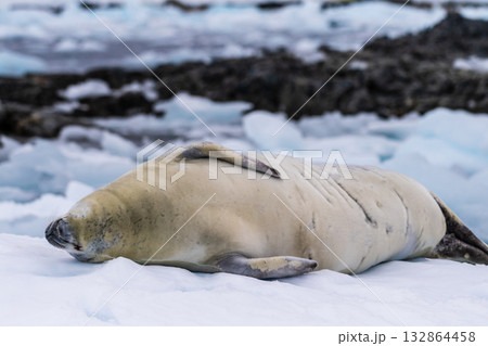 Crabeater Seal resting on a sheet of ice Crabeater Seal resting on a sheet of ice 132864458